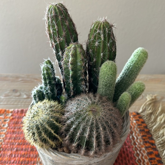 Faux Potted Cactus Arrangement - Picture 3 of 14
